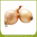 Fresh Onion/Onions Price Ton New Crop